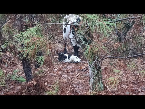 ahora si que llueve otro nacimiento berrenda