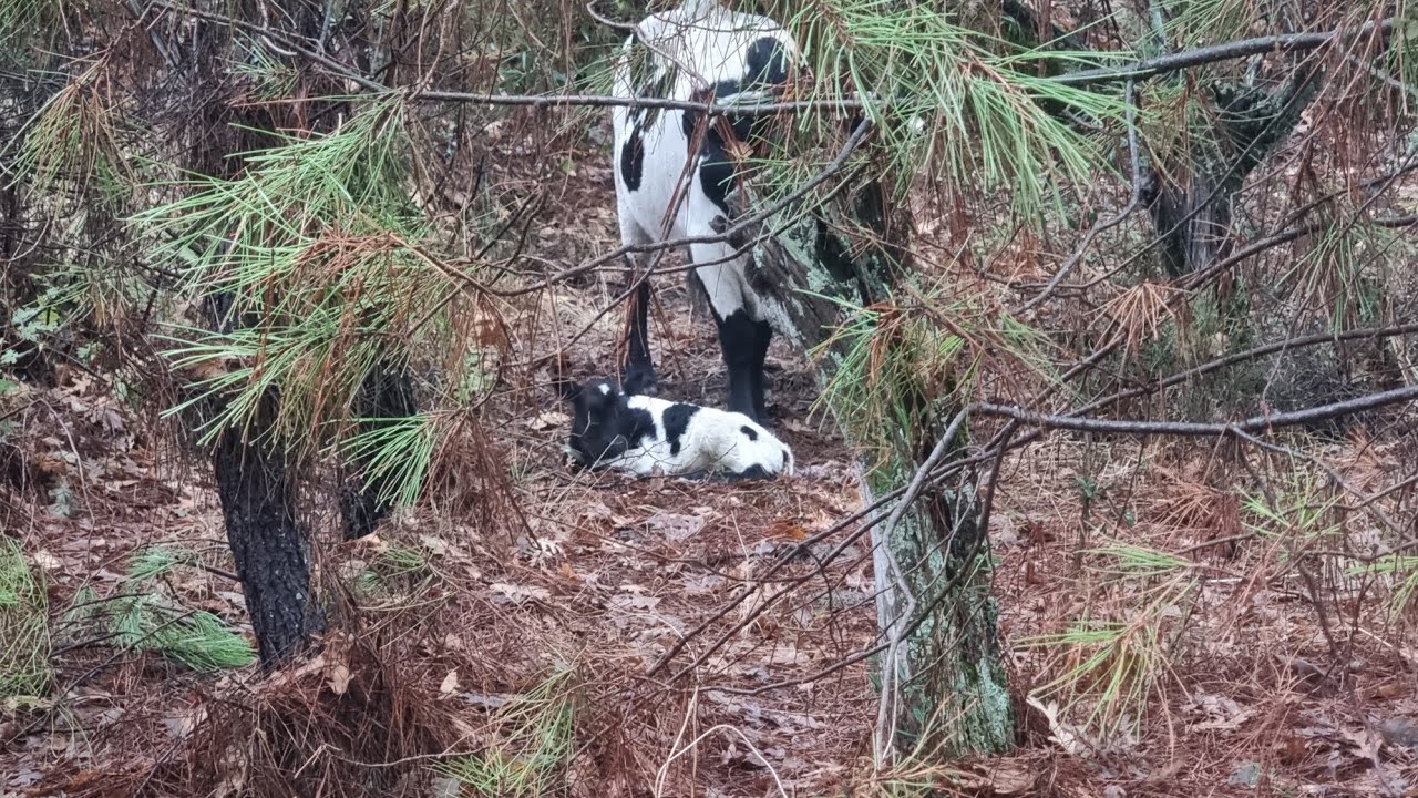 ¡Por fin llueve en Berrenda! Nuevo nacimiento que no te puedes perder 🌧️