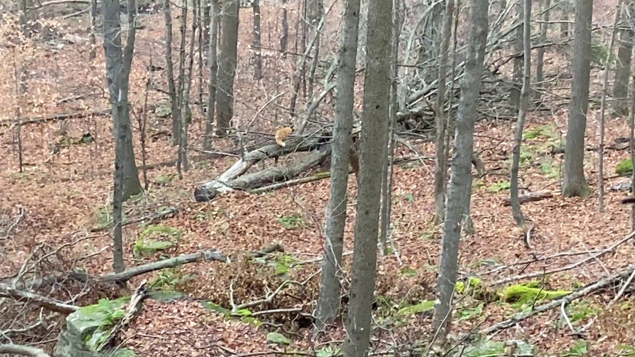 Fox Chasing a Fisher 🦊