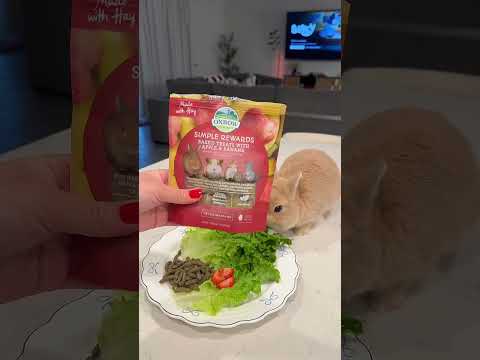 Feeding my bunny🤍 #asmrsounds #bunny #asmrvideo #bunnies #rabbit #feeding #morningroutine