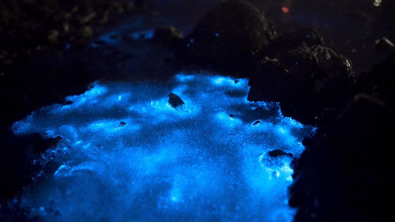 Bioluminescent Sea Sparkle Night at Terschelling ✨