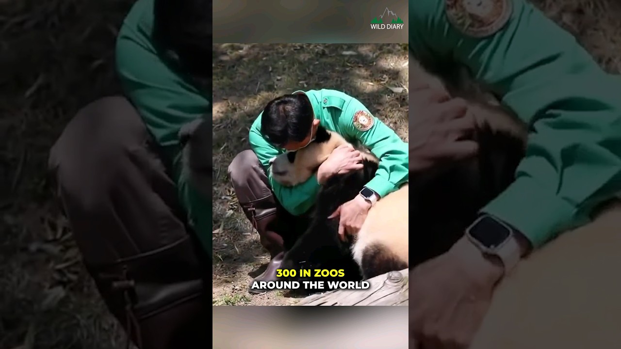 Why Pandas Struggle to Survive in the Wild πΌ