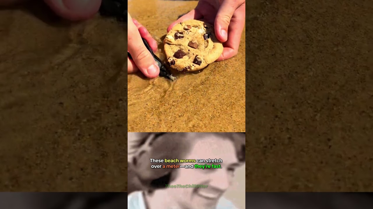 Catching the Giant Sand Worm on the Beach!