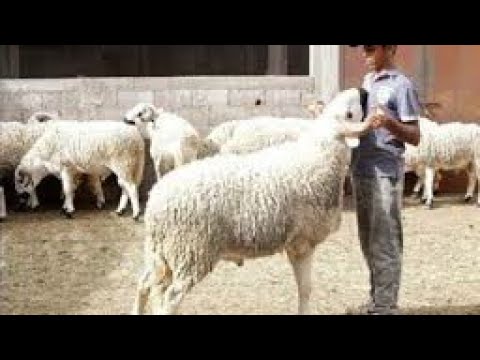 أثمنة خروف العيد 2022