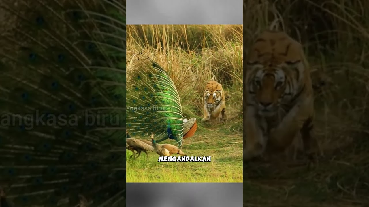 Harimau vs Burung Merak 🦚 Taktik Menakutkan
