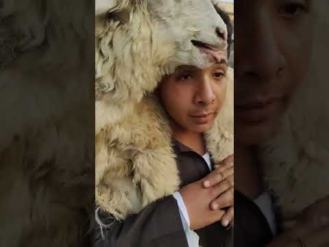 اسعار اضحيه العيد المبارك.. سعر الخروف 1400 جنيه في #سوق_منوف