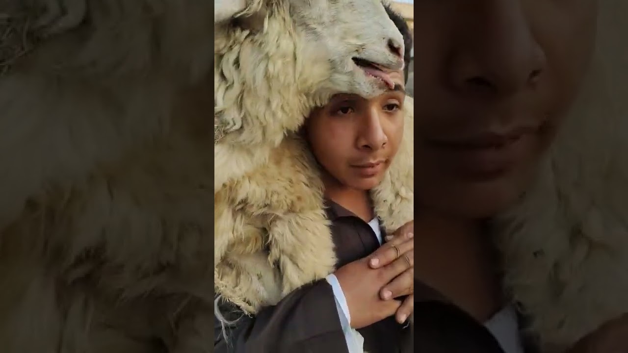 أسعار أضحية العيد في سوق منوف 🐑.. سعر الخروف يبدأ من 1400 جنيه!