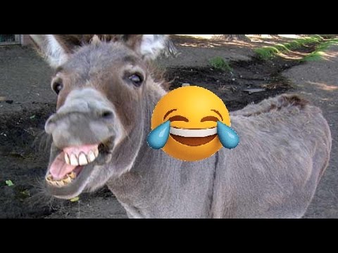 Fokaha Maroc 2017: Funny WhatsApp Videos 😂