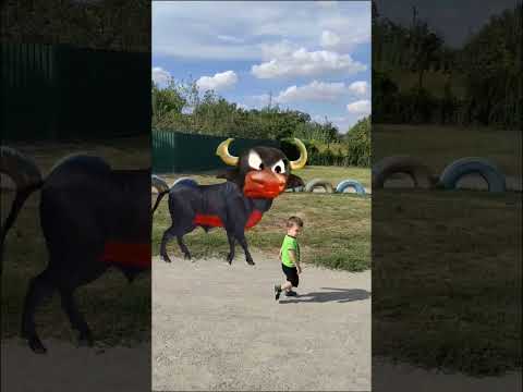Boi da cara preta 🌳🐮
