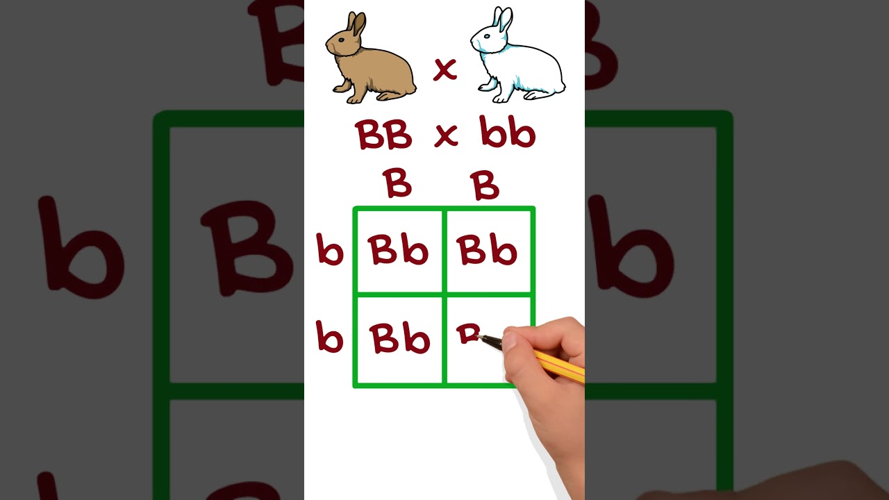 Easy Genetic Crosses Explained with Punnett Squares 🧬