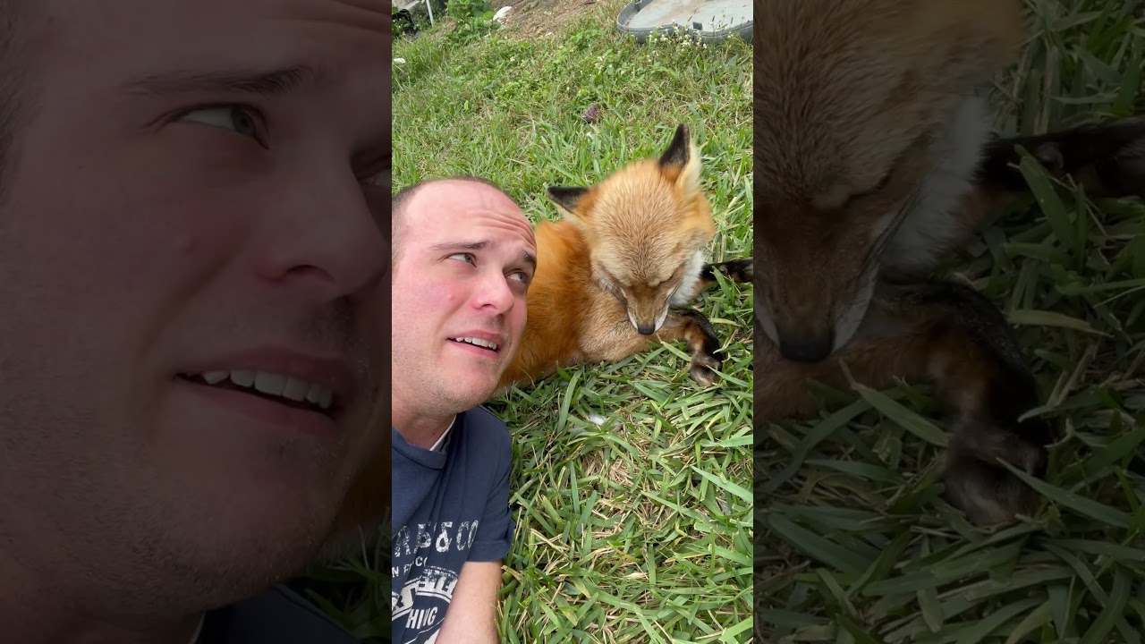 Cuddling a Red Fox: Tips & Tricks 🦊