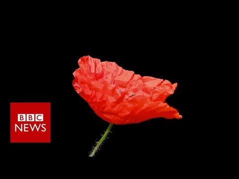 Remembrance Day: Why people wear poppies and others don't - BBC News