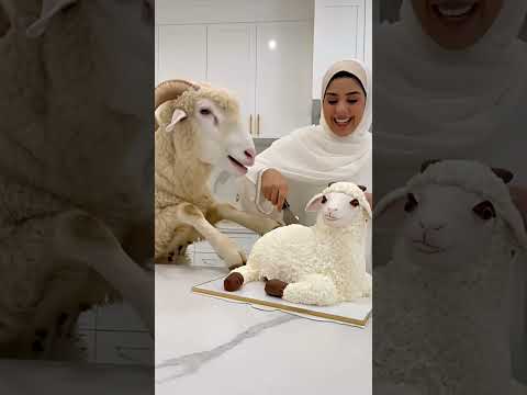  BADR AL-DIN | ذكاء بلا حدود 🤖