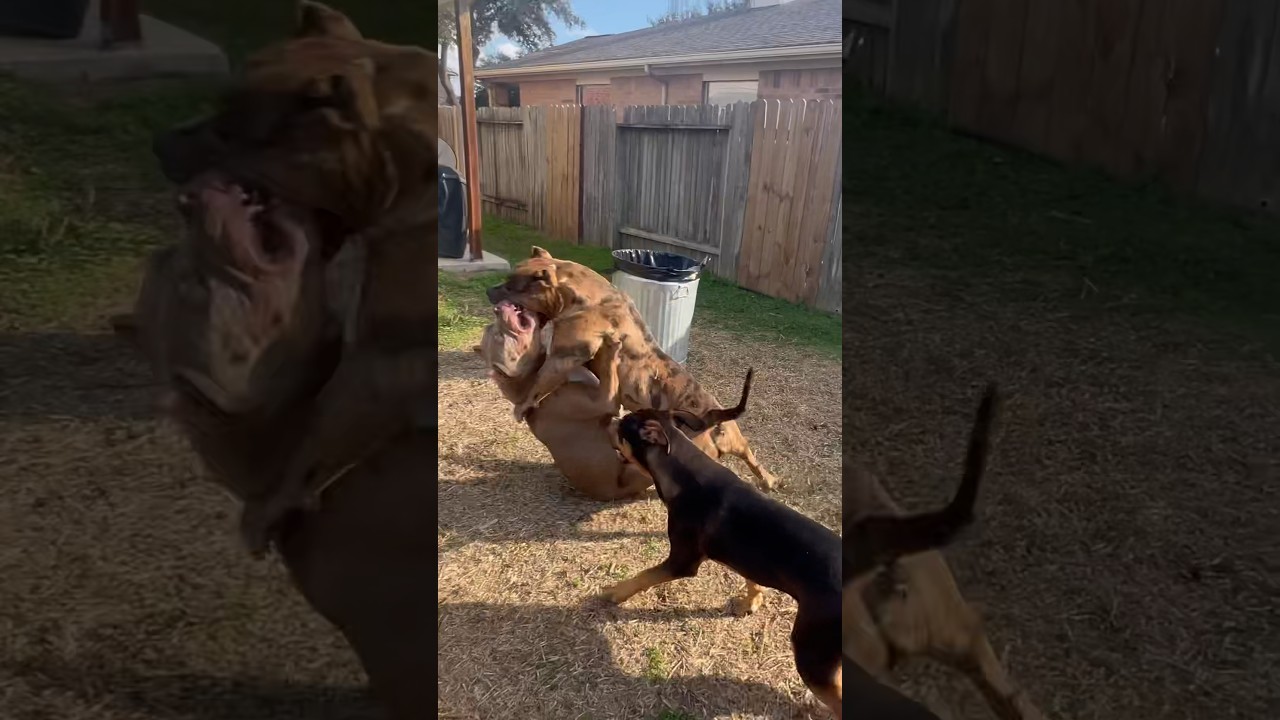 Hyena Attacks Pitbull in Texas 🐾