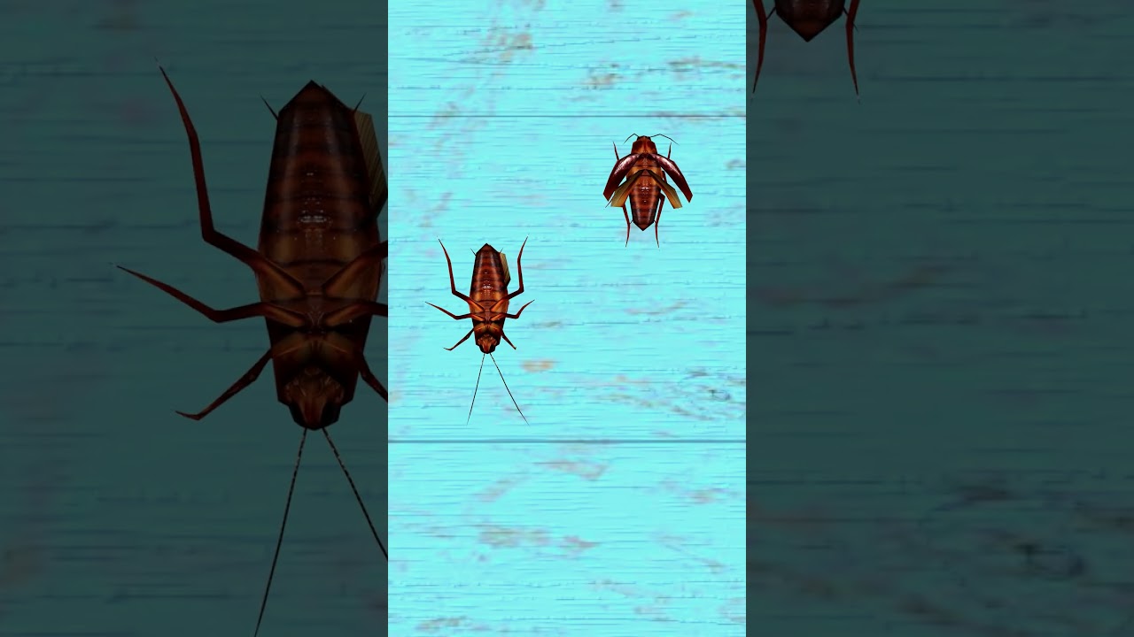 Cat Games: Watch Cats Chase Cockroaches 🪳