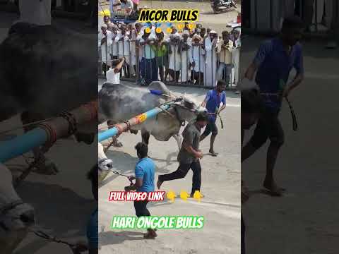 కొండయ్య స్వామి సీనియర్ భాగం మొదటి విజేత 💥MCOR bulls🥇🥇🏆🏆💥