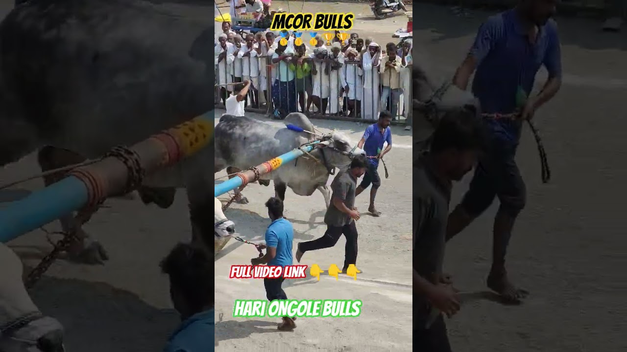 కొండయ్య స్వామి సీనియర్ భాగం తొలి విజేత! 🥇 MCOR Bulls జట్టు విజయం