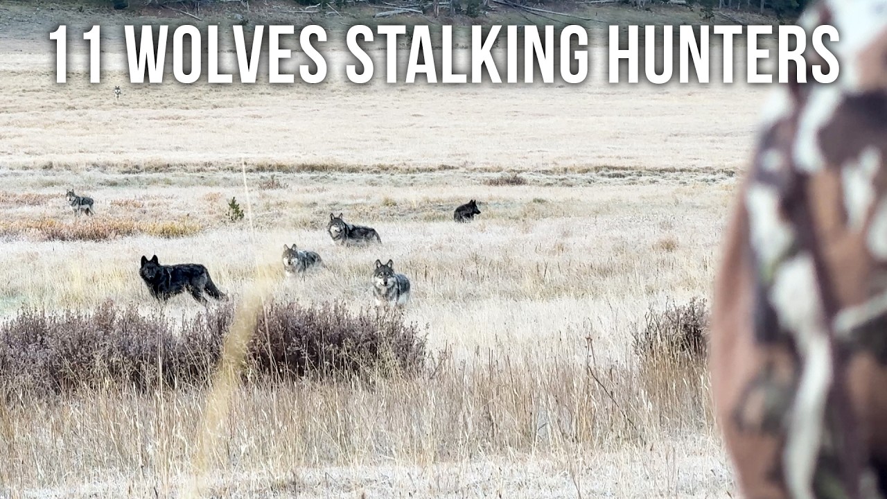 Epic Wolf Encounter at 40 Yards | Howling Pack Surprise 🐺