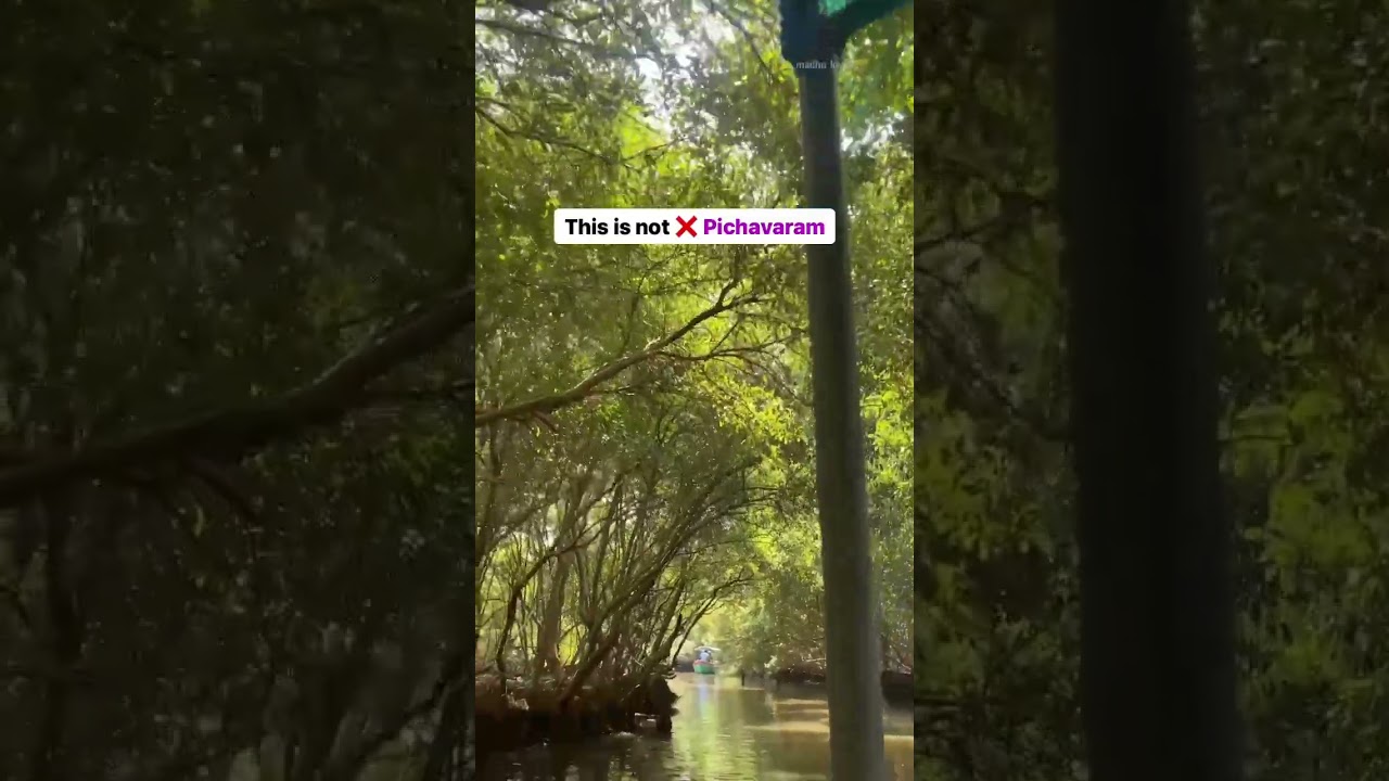 Explore Pondicherry's Mangrove Forest Boating 🌿