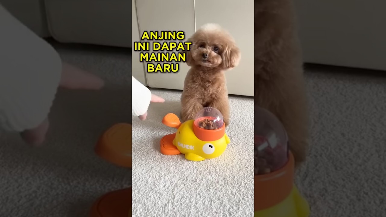 Anjing Lucu Mainan Baru 🐶