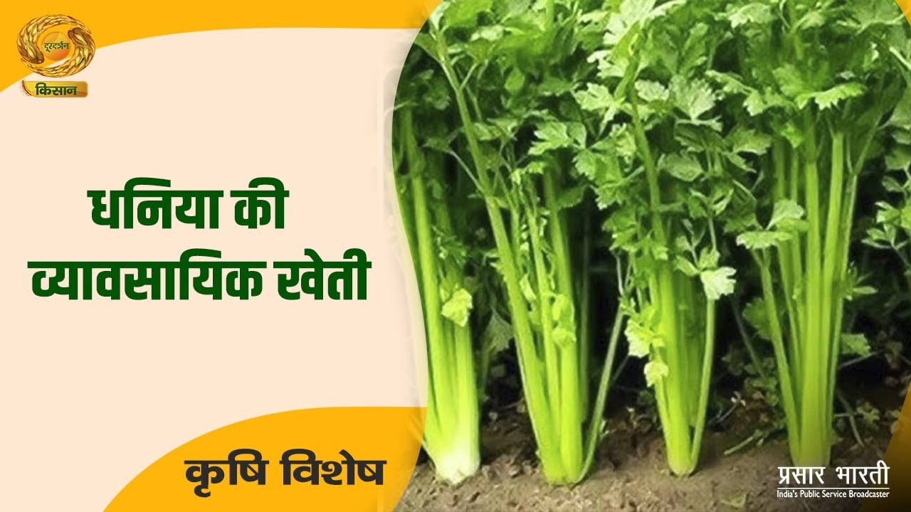 Krishi Vishesh | कृषि विशेष- धनिया की व्यावसायिक खेती | DD Kisan | May 29, 2025