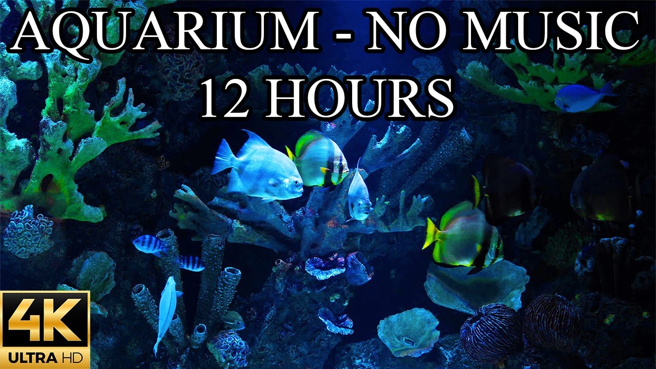 Relaxing 12-Hour 4K Coral Reef Aquarium with Soothing Water Sounds 🌊