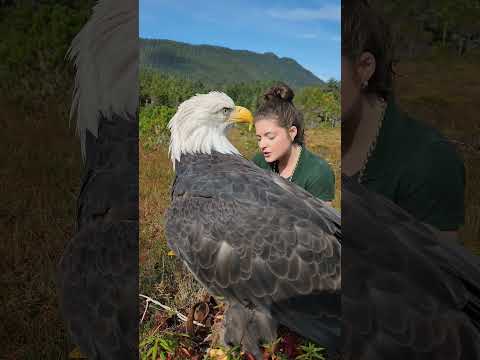 Meet Sitka, our largest Bald Eagle ambassador #BaldEagleAmbassador #WildlifeEducation #Backstory