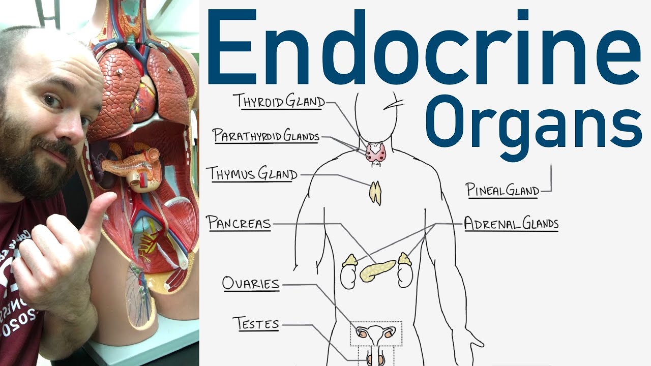 Endocrine Organs: Complete Learning Guide 🩸
