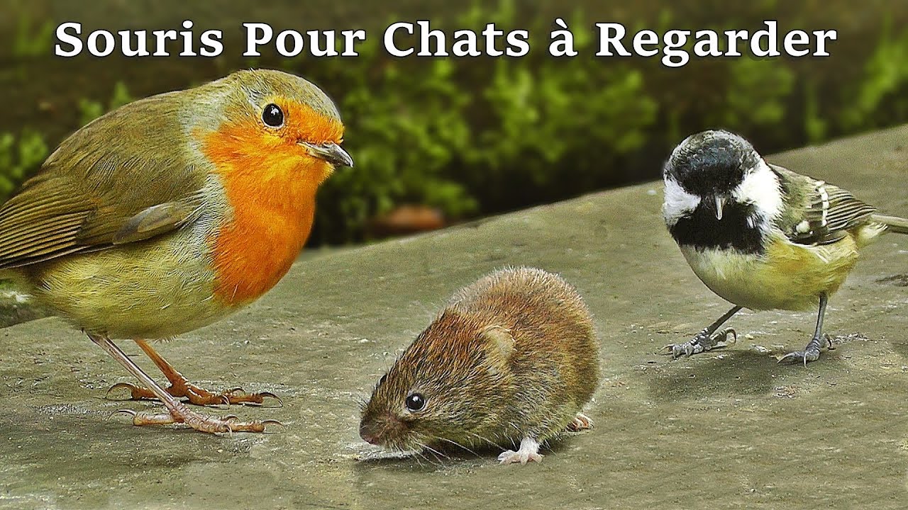 Vidéos de Souris pour Chat 🐱