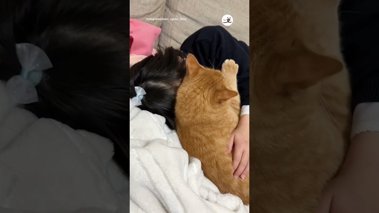 猫が中耳炎の痛みを癒す💗