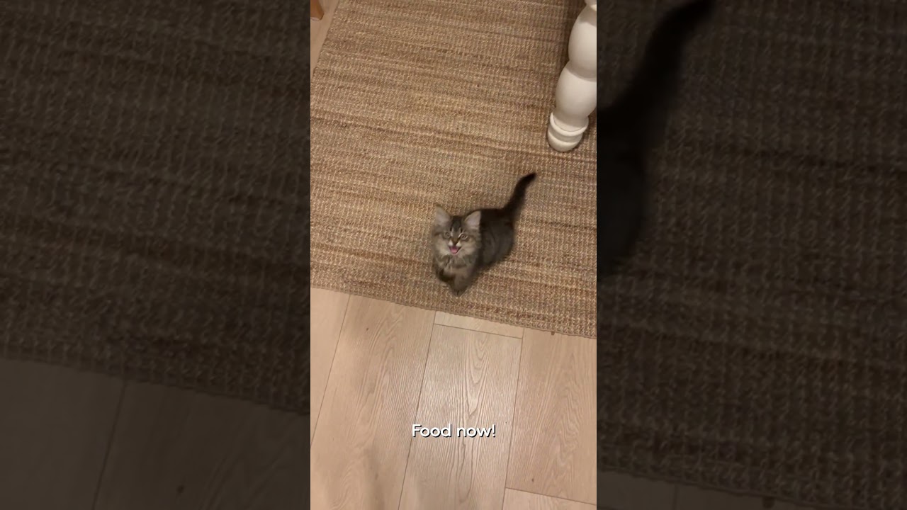 Very Hungry Kitten | Pets Translated