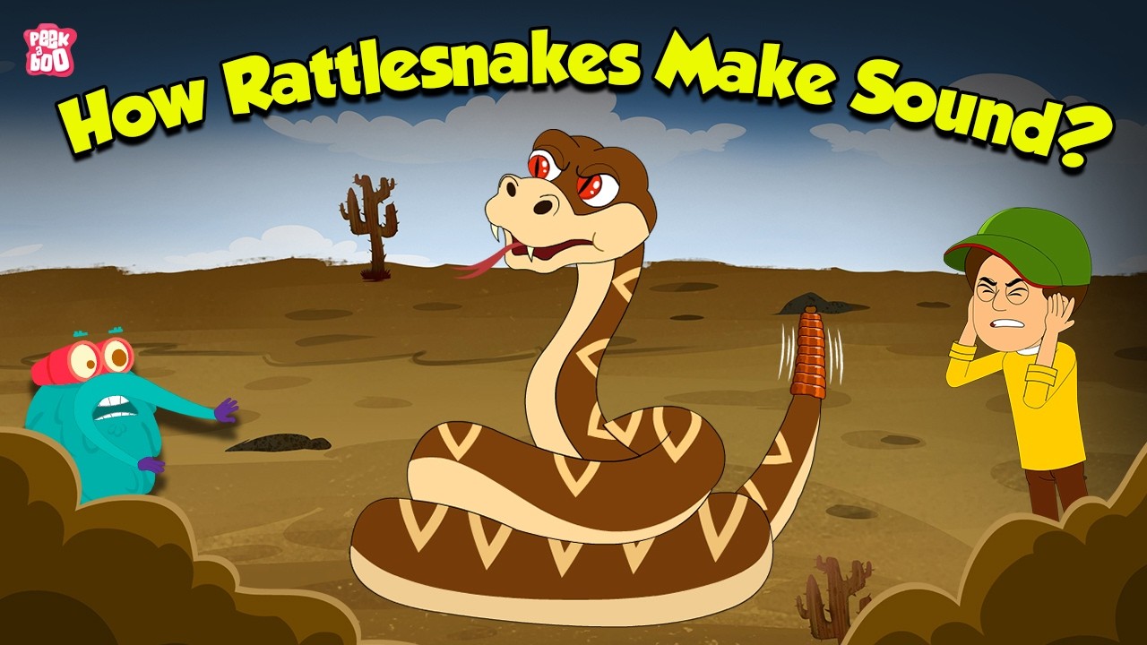 How Rattlesnakes Make Sound? | What's Inside Rattlesnake Tail? | Deadliest Snakes | Dr. Binocs Show