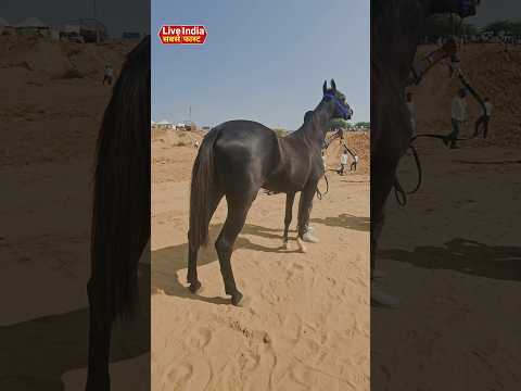 67 बच्चियों में से शानदार बच्ची मिल्क टीथ में भाग लेने उतरी पुष्कर मेले में