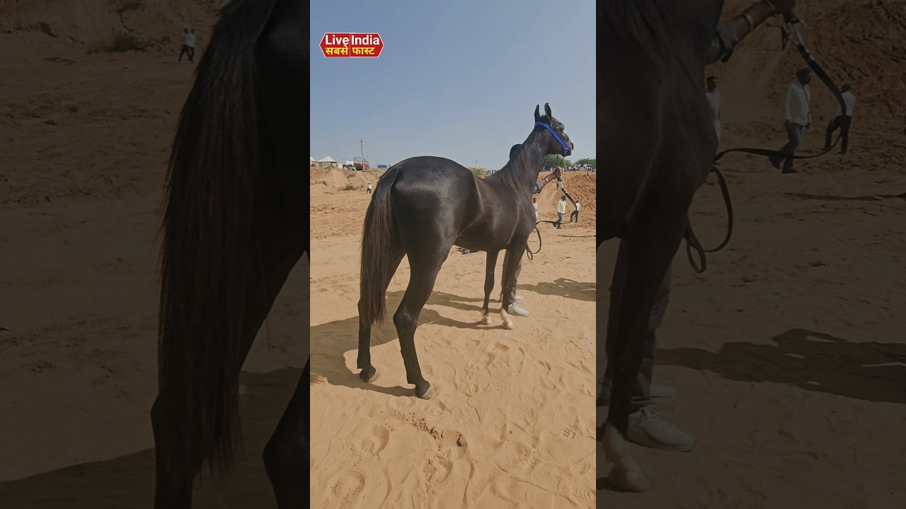 67 पुष्कर मेले में 67 बच्चियों में से चुनी गई सबसे शानदार बच्ची 🏆