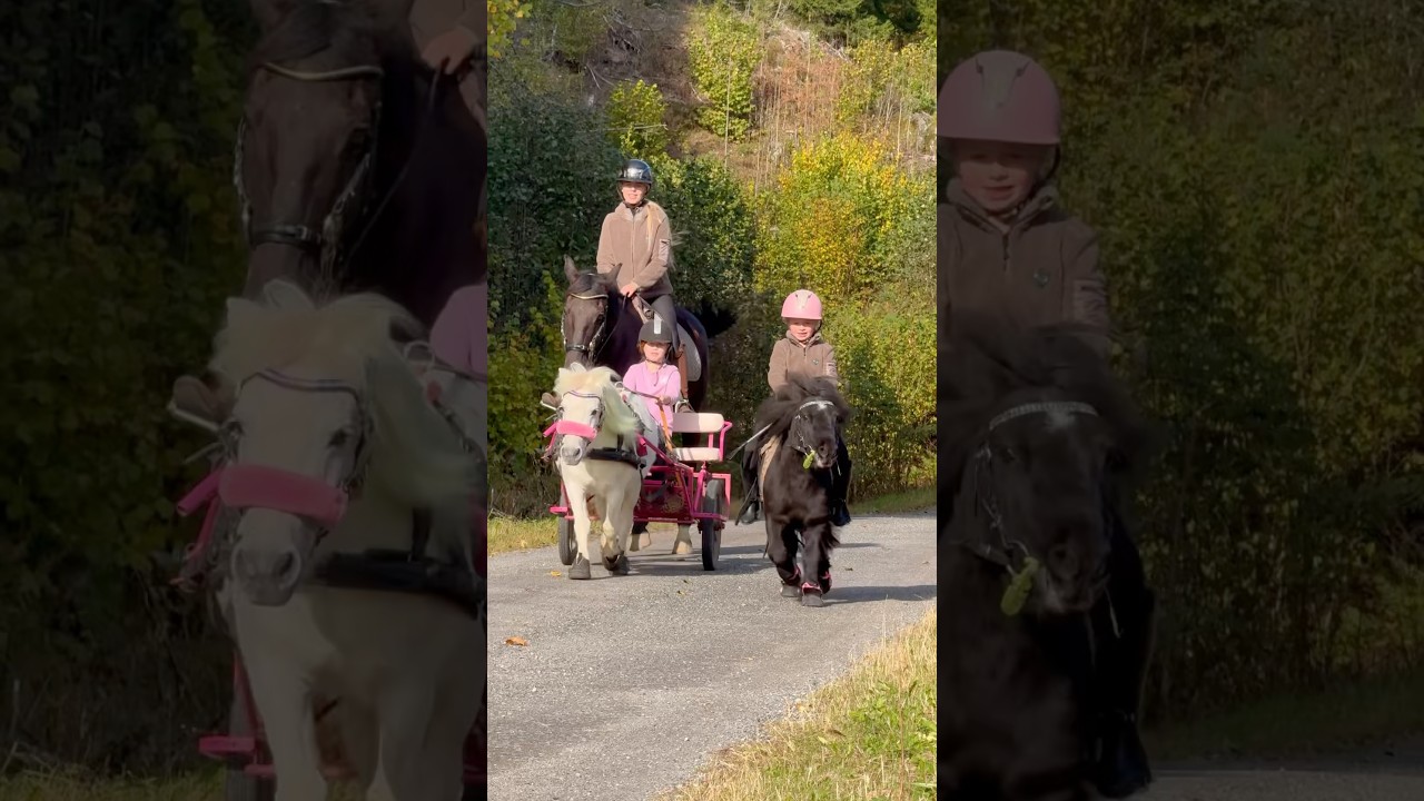 New Covalliero Collection 🐴