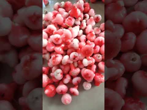 chabakkasupper#chabakia #rose #chabaka