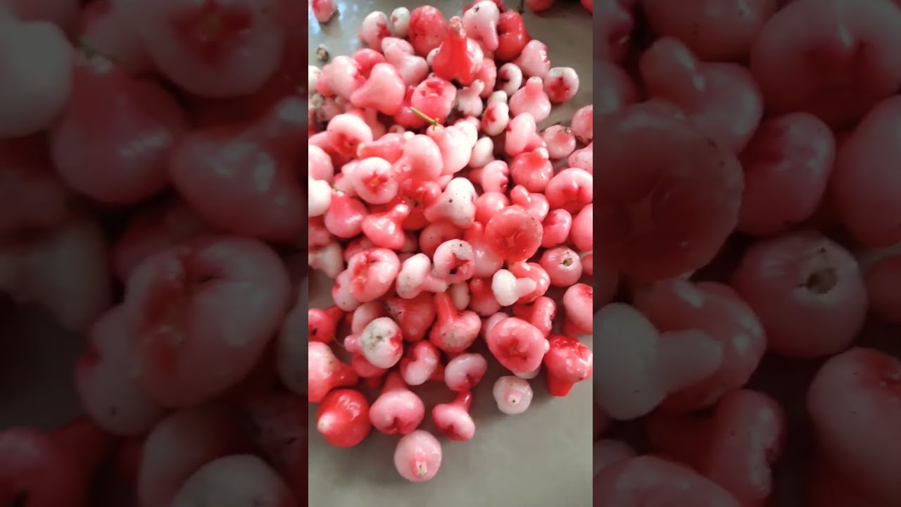 Discover the Delicious World of Chabakka 🍬 | Chabakkasupper's Video