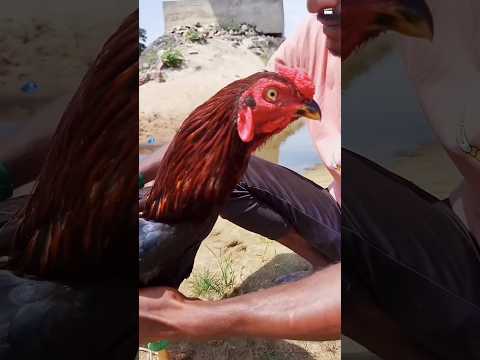 Aadukalam Mass Whatchapp Stetus😈 #Aadukalam #Shorts