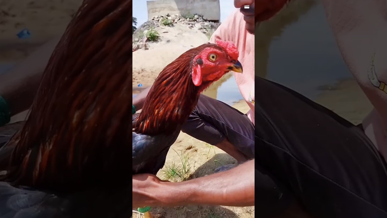 Aadukalam Mass WhatsApp Status 😈