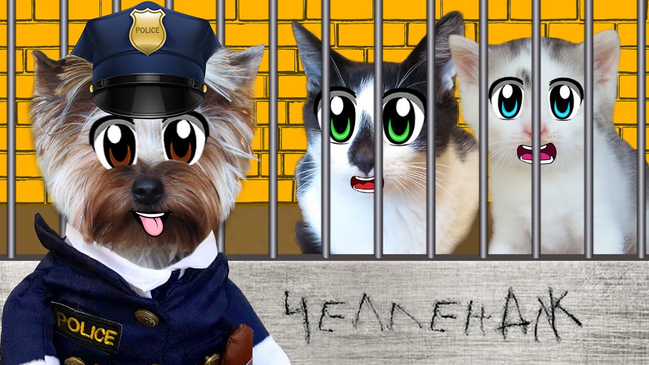 Побег из тюрьмы Челлендж — часть 2: кто последний покинет тюрьму: кот Малыш или кошка Мурка?