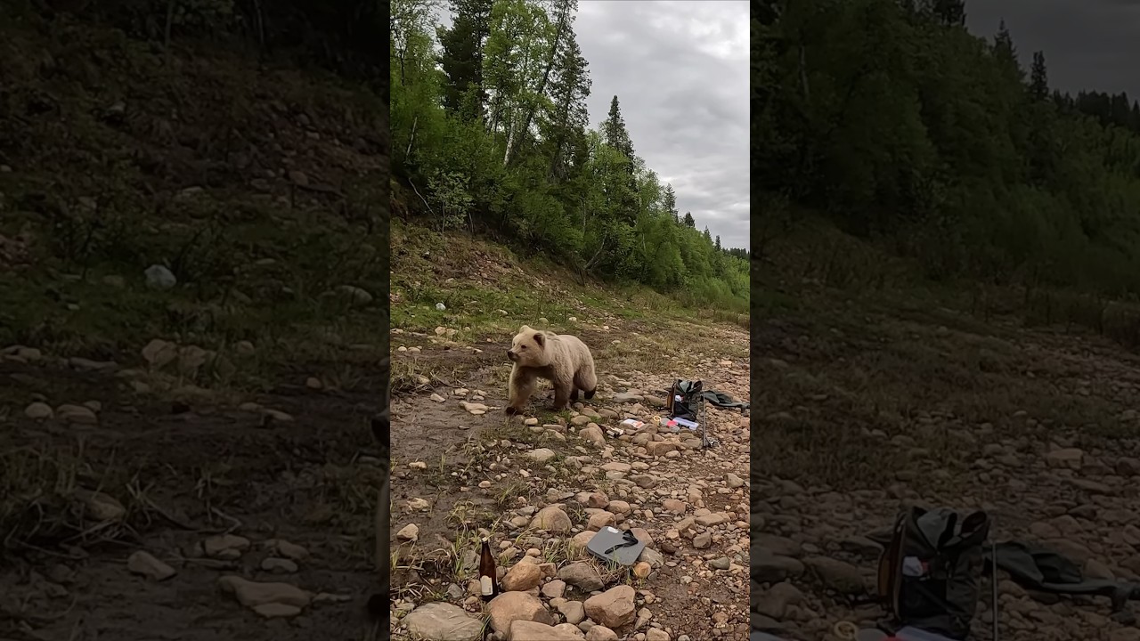 Медведь напал на людей 🐻