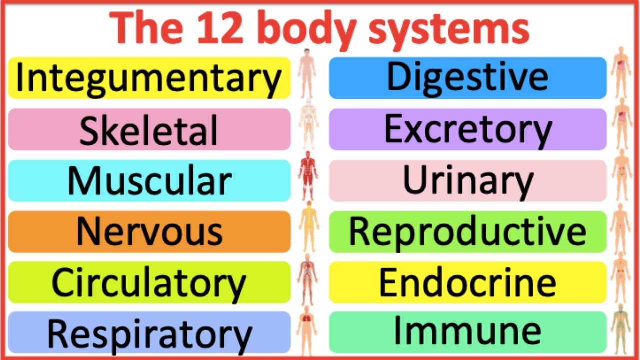 12 Organ Systems: Roles & Functions Explained 🧬
