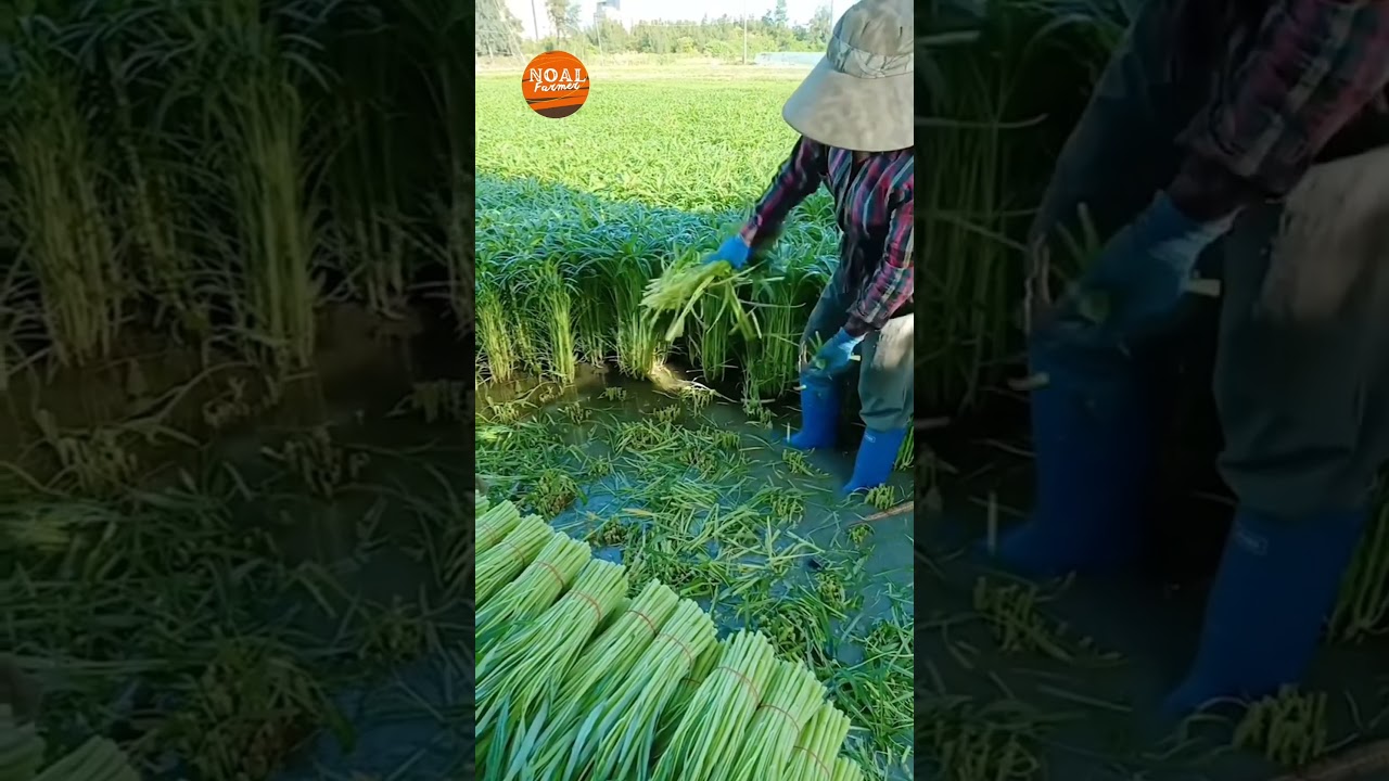 Vejitebal Farming & Noal Farmer Life 🌱