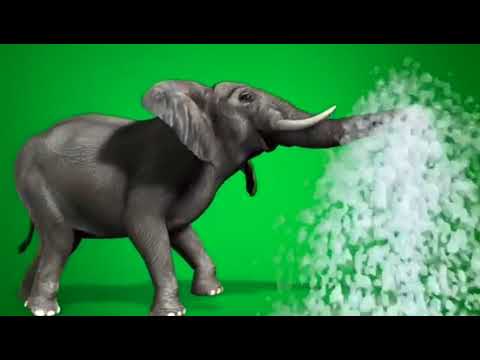 Wild Animals Green Screen Effect 🐾