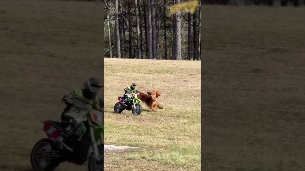 Steve the Dachshund vs Losi Promoto-MX 😂