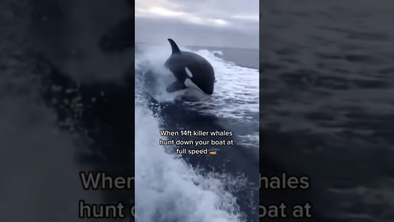 Not All Animals Are Cuddly: The Wild Side 🐾