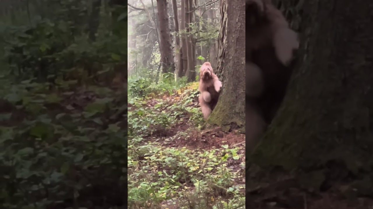 Unbelievable 2022 Bigfoot Footage! 🦶 Watch the High-Quality Video