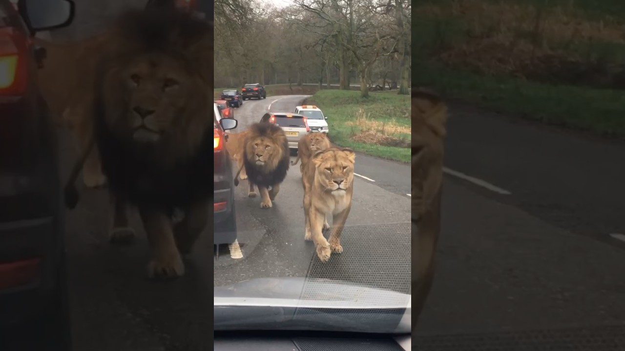 Intense Lion Encounter Caught on Camera