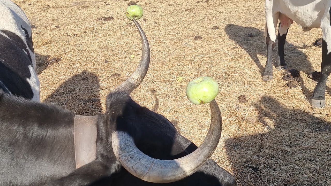 ¡Disfruta de deliciosas manzanas con las Berrendas! 🍎