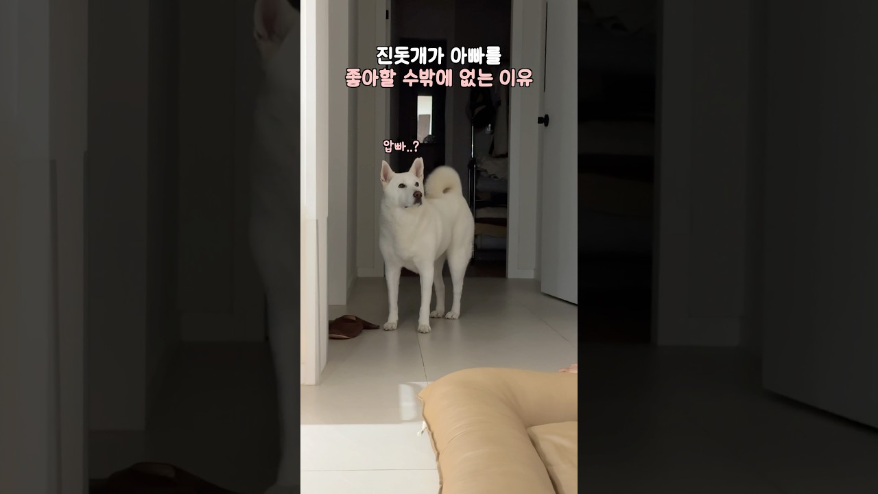 이레, 아빠를 더 좋아하는 이유 🐶